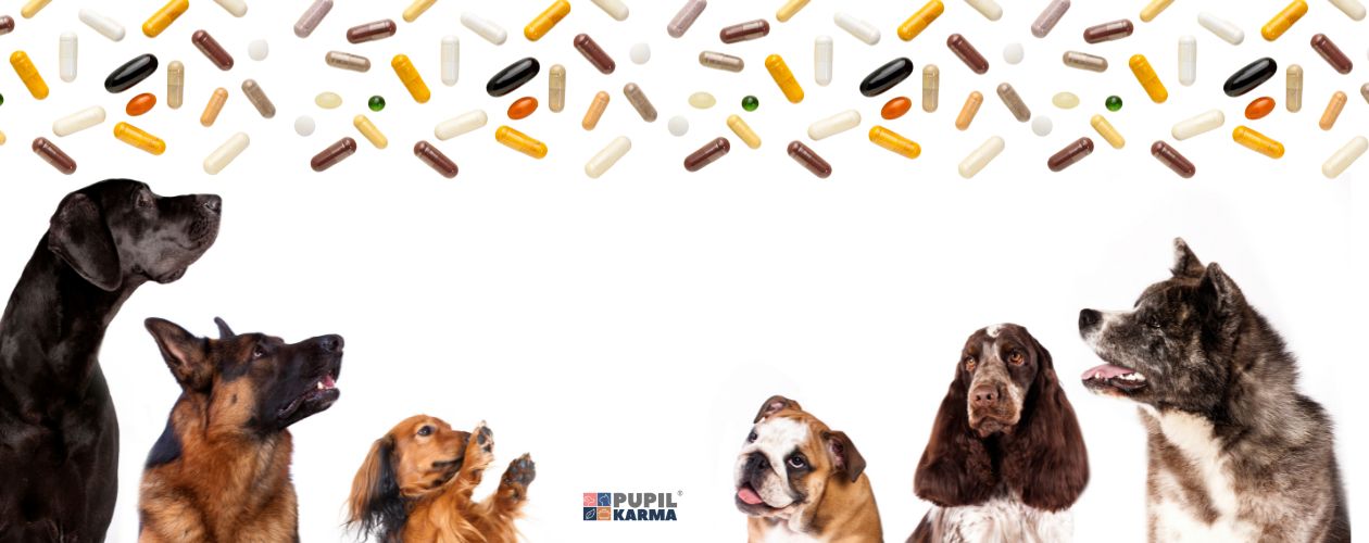 Witaminy w diecie psa są niezbędne. Na białym tle kilka psów a nad nimi wiszą witaminy kolorowe. Na dole logo pupilkarma.